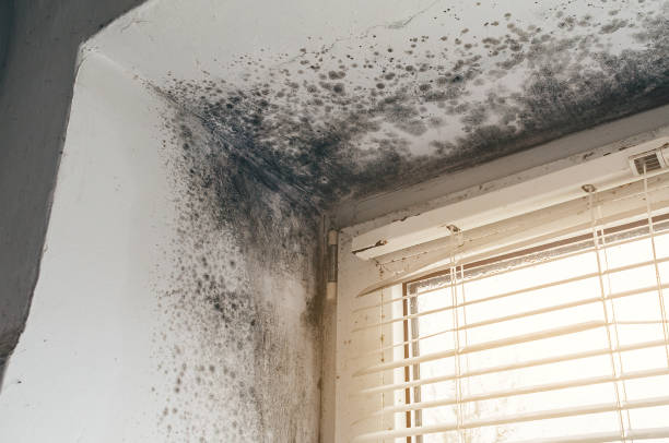 Affordable Hvac And Air Duct Mold Remediation solutions in Fort Monmouth, NJ